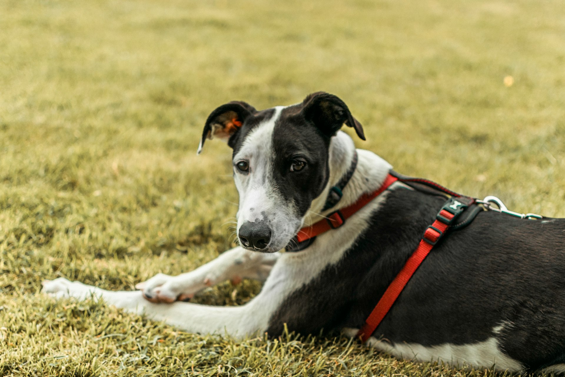 a black and white dog laying in the grass